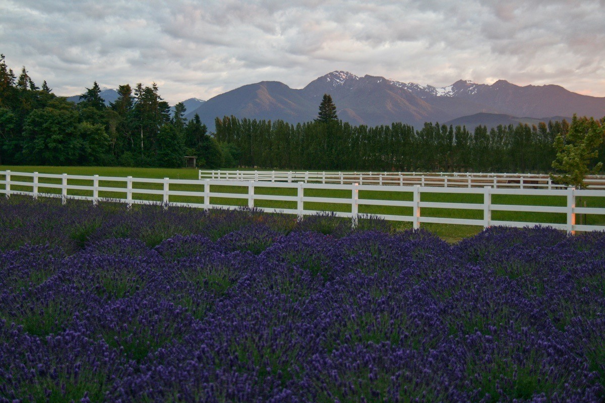 Lavender in front of the Olympic Mountains during an Olympic Peninsula road trip: Photo by: Mike Shubic of MikesRoadTrip.com