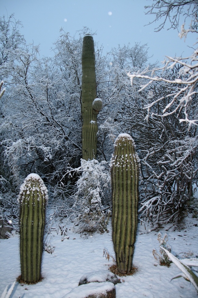 Freak snow storm in Tucson, Arizona