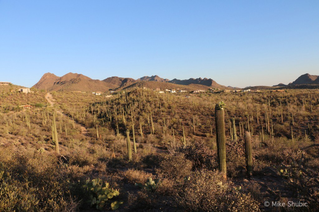 View of Sonoran Desert from Blue Agave B&B