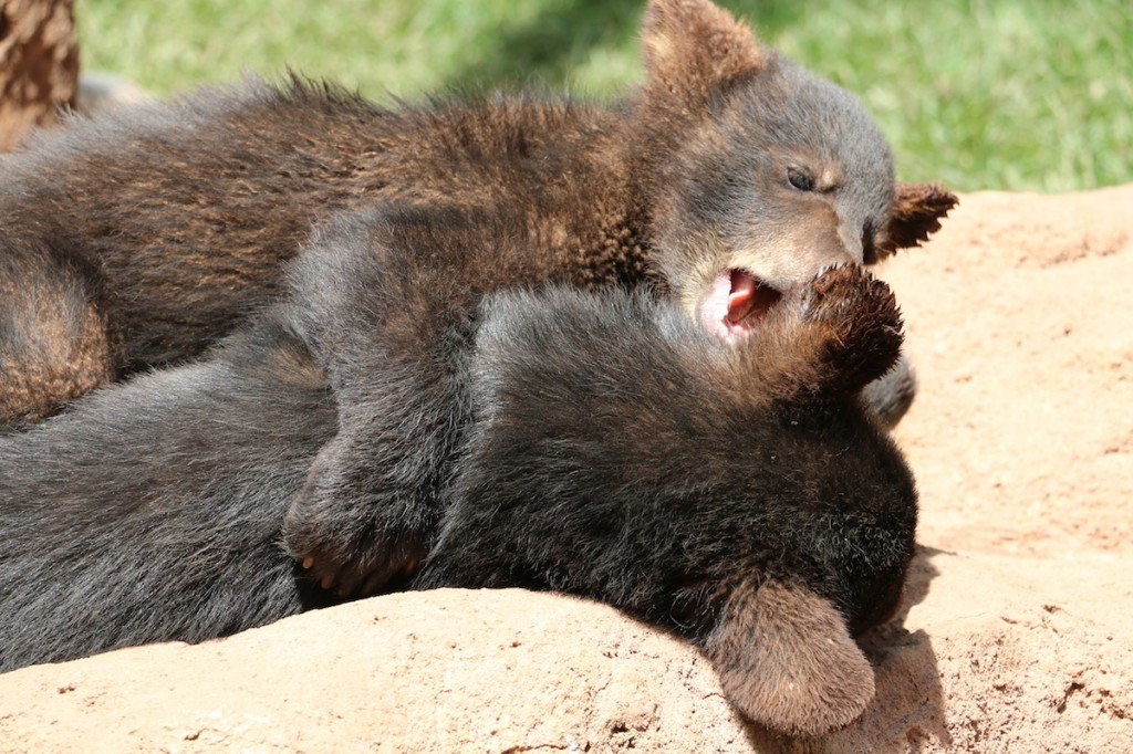 Cubs at Bearizona