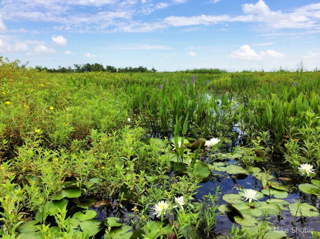 Pintail Wildlife refuge