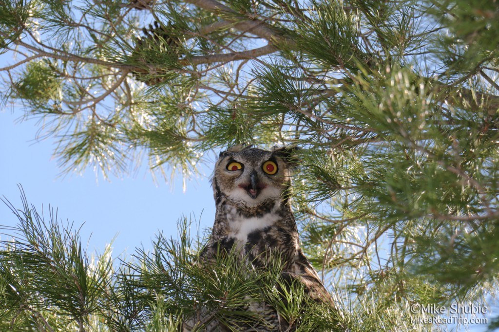 Crazed-Owl - Photo by Mike Shubic