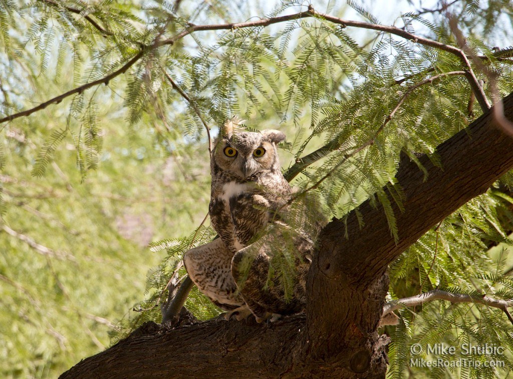 Owl at daylight