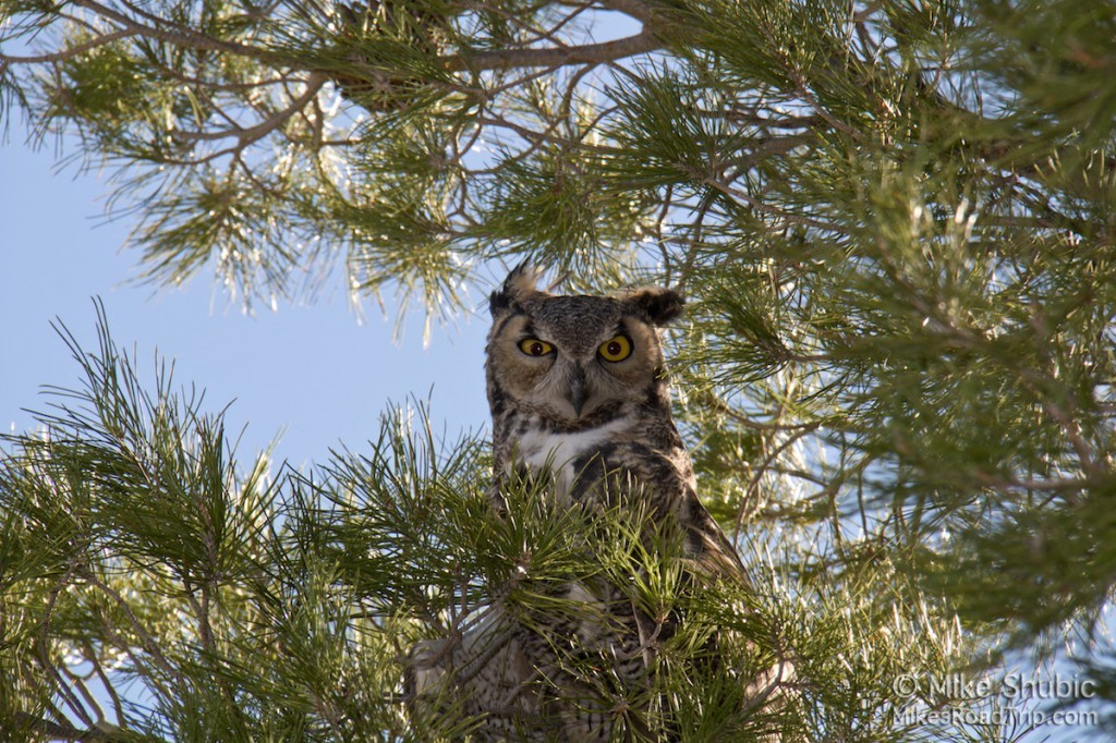 Owl in tree 