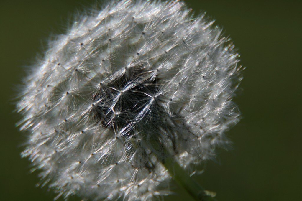 dandelion bloom