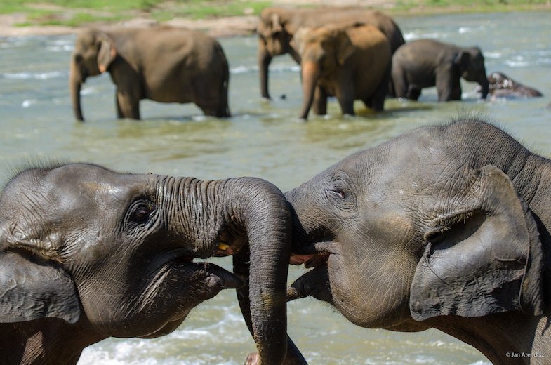 Sri Lanka elephants - Photo courtesy of: Jan Arendtsz 