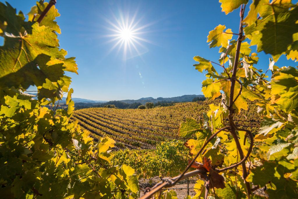 Most luxurious places to visit in the US is Napa Valley in the Fall. Photo courtesy of Visit Napa Valley