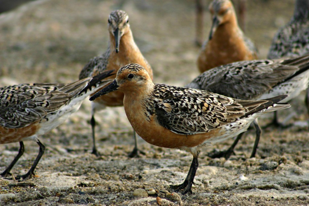 Photo courtesy of Dupont Nature Center