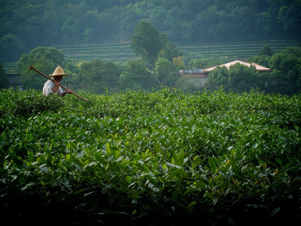 Longjing tea plantation in Hangzhou