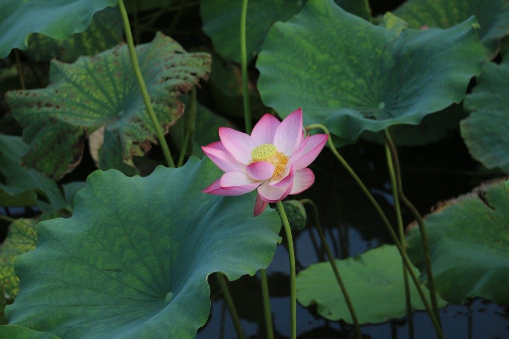 Lotus Flower in full bloom West Lake by Mike Shubic