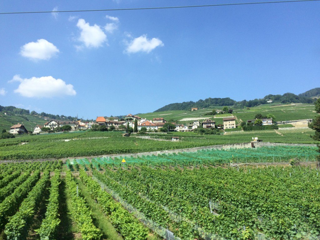 Italian vineyard