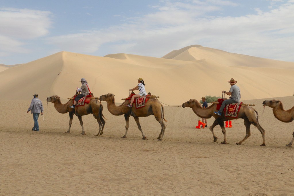 Camels in Gobi Desert by MikesRoadTrip.com