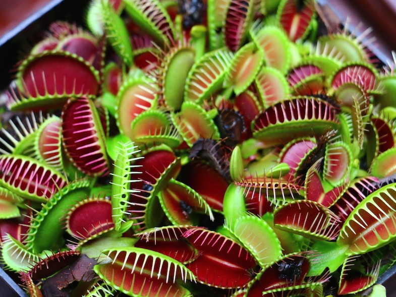 carnivorous plant at Prague Gardens by MikesRoadTrip.com