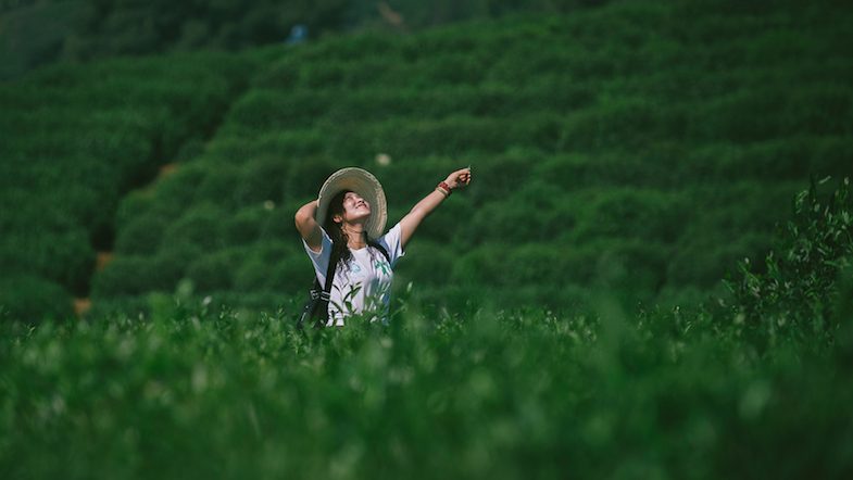 Longjing Tea fields in Hangzhou