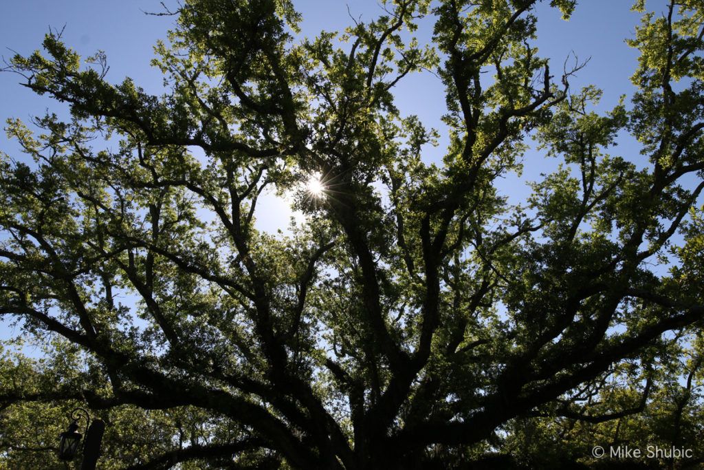 Fairhope trees by MikesRoadTrip.com