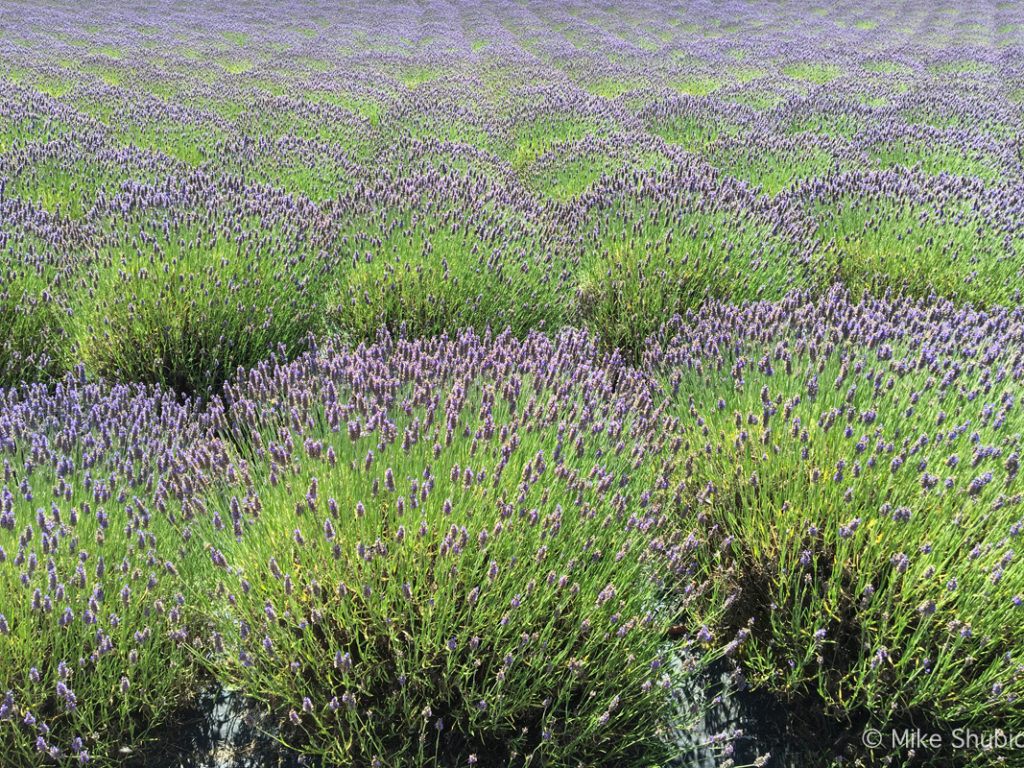 Lavender Farm on San Juan Island by MikesRoadTrip.com