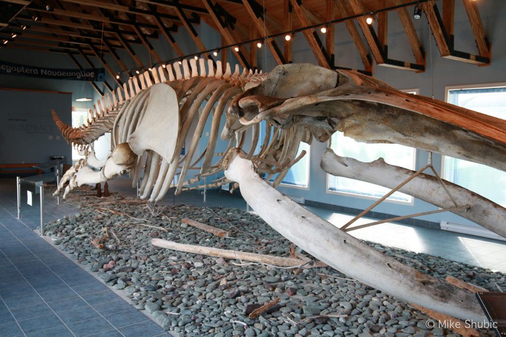 Humpback Whale exhibit in King