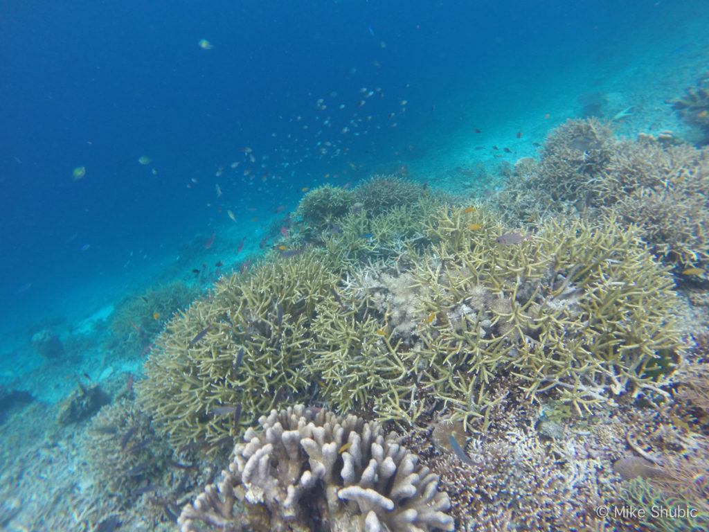 Coral in Raja Ampat