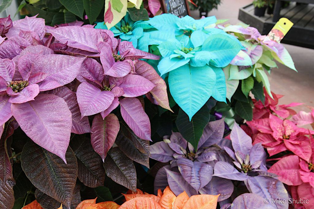 painted poinsettias at K&W Greenery by MikesRoadtrip.com