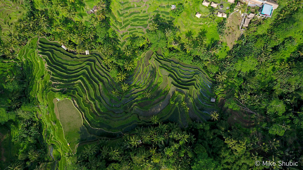 Bali Rice Terraces in Ubud - aerial photo by MikesRoadTrip.com