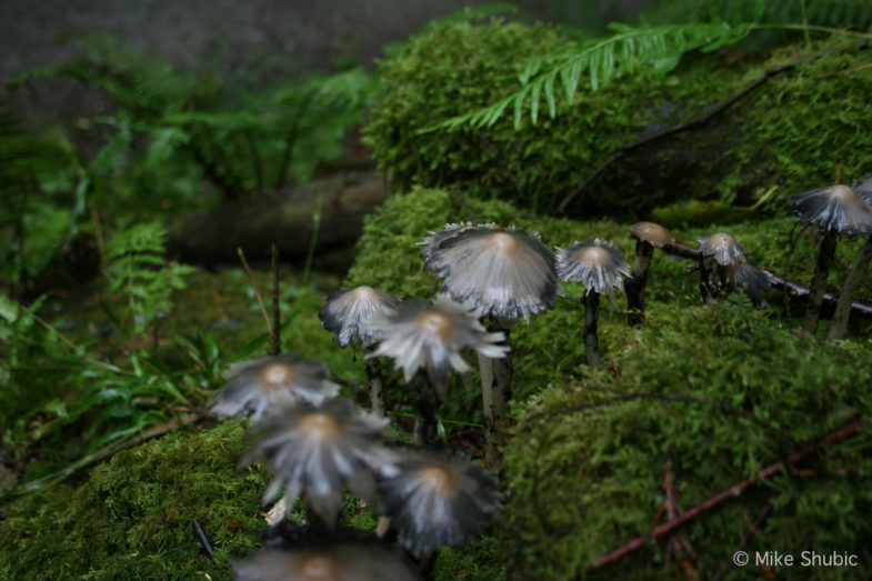 strang growth mushrooms