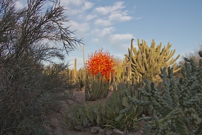 Desert Botanical Garden with glass sculpture