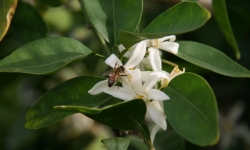 Close-up Bee