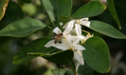 Close-up Bee Close-up Bee