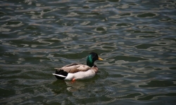 IMG_4367 IMG_4367