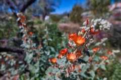 AZ-Wildflowers-Thompson-Peak-Pky