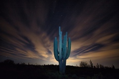 Cacti-at-night-223