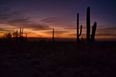 Cacti-at-sunrise