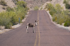 Donkey-near-Alamo-Lake-by-Mike-Shubic