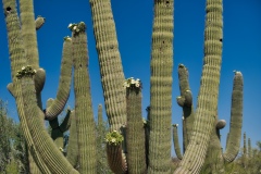 Giant-Saguaros