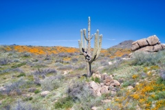 Hillside-Arizona-Wildflowers-near-Bartlett-Lake