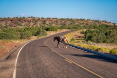 Horse-in-Road-Canyon-De-Chelly