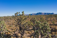 Joshua-Tree-Forest-by-Mike-Shubic