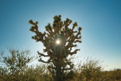 Joshua-Tree-with-sunburst-by-Mike-Shubic