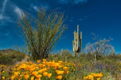 Ocotillo-and-Poppies
