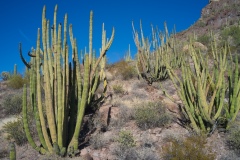 Organ-Pipe-Cactus-National-Monument