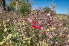 Red-wildflower