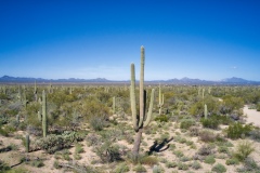 Saguaro-National-Park