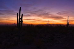 Saguaro-silhouette-at-sunset-by-Mike-Shubic