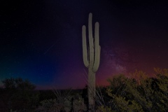 Saquaro-Cacti-at-night-with-stars