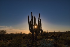 Sun-starburst-through-Saguro-by-Mike-Shubic