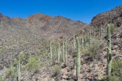 Tucson-Mountain-Park-by-Mike-Shubic