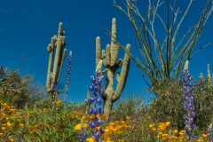Verticle-Wildflower-image-near-Bartlett-Lake