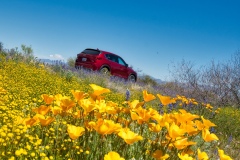 Wildflower-Mazda-verticle