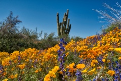 Wildflowers-near-Bartlett-Lake-2