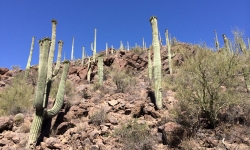 Tucson Mountain park